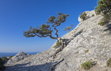 Jjuniper tree on the mountainside.