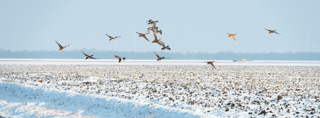 Birds flying over a snowy field in winter