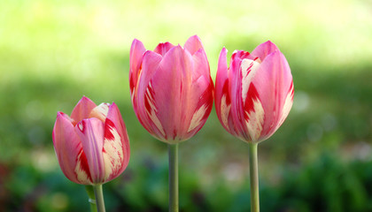 Tulip flowers