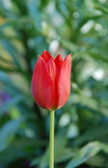 Tulip flowers