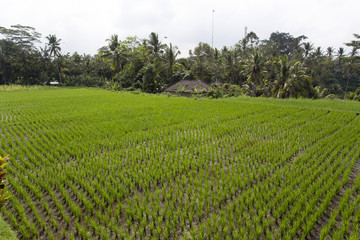 Fototapeta na wymiar Rice Field in Ubud, Bali, Indonesia