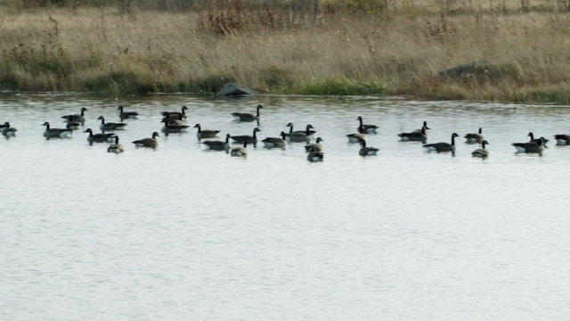 Panning Footage of a Swimming Group of Canada Geese.
