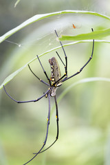 Female golden web spider Nephila pilipes , Bali, Indonesia