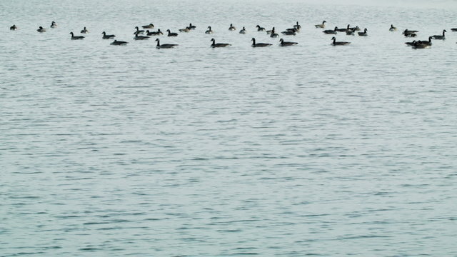 Tripod Footage of a Swimming Group of Canada Geese.