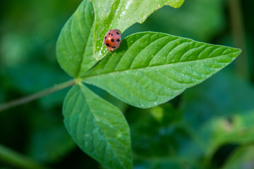 beetle over leaf in garden