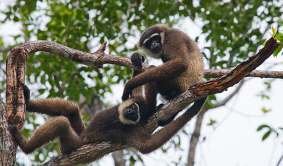 Two Gibbon sitting on the tree. Indonesia. The island of Kalimantan (Borneo). An excellent illustration.