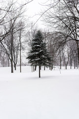 a pin in the middle of Mont-royal park forest under the snow during winter