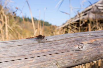 dragonfly on a wooden pole