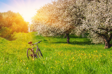 Fototapeta premium bike in a blossoming garden