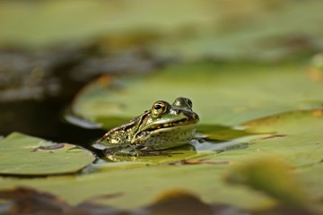 Teichfrosch (Pelophylax esculentus) zwischen Seerosenblättern