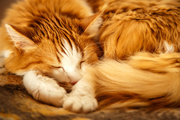 Sleeping red cat