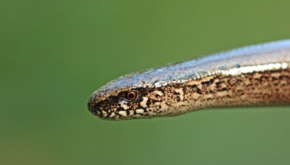 Blindschleiche (Anguis fragilis)
