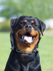 Rottweiler young female