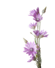 Fototapeta na wymiar Lilac flowers (immortelle) isolated on white background. Xeranthemum annuum