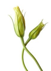Fototapeta premium Two buds of eustoma isolated on white.