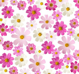 Floral background. pink flowers isolated on a white background. Cosmea