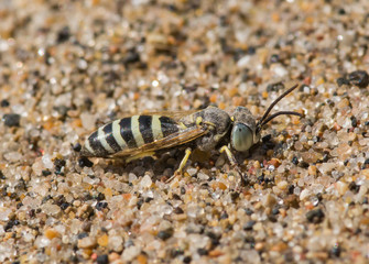 Bembix Wasp