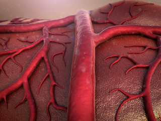 circulatory system, Capillary, Cardio-vascular