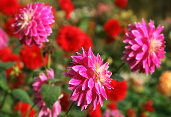 Obraz premium Dahlia rose