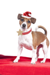 Jack Russell Terrier mit Weihnachtsmütze