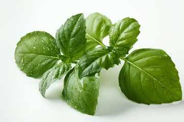 Fresh Basil Twig Isolated on White Background