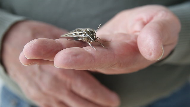 Man holds live sphinx moth on his fingers.