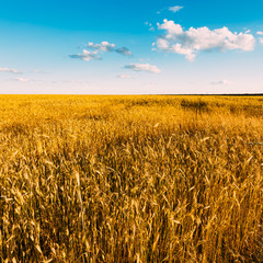 Yellow Wheat Field On Blue Sunny Sky Background