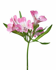 Alstroemeria