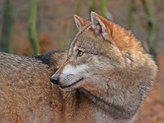 Stehender Wolf (Canis lupus) 