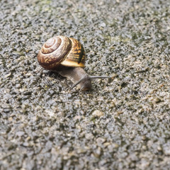 Nahaufnahme einer braunen Schnecke, Gastropoda