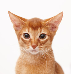 Cute little red cat.