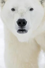 Plaid avec motif Ours polaire Portrait en gros plan de l& 39 ours polaire mâle (Ursus maritimus)