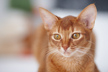 Cute little red cat.