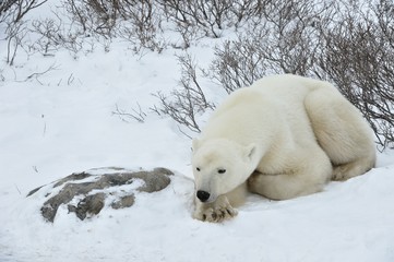 Obraz na płótnie Canvas The adult male polar bear (Ursus maritimus) have a rest, lying on snow.