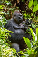 Portrait of a western lowland gorilla (Gorilla gorilla gorilla) close up at a short distance. Silverback - adult male of a gorilla in a native habitat.