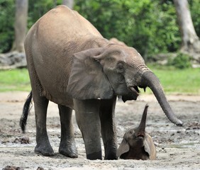 Fototapeta premium The elephant calf is fed with milk of an elephant cow The African Forest Elephant, Loxodonta africana cyclotis. At the Dzanga saline (a forest clearing) Central African Republic, Dzanga Sangha