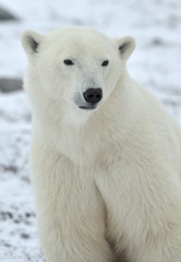Obraz na płótnie Canvas Close up portrait Male polar bear (Ursus maritimus)