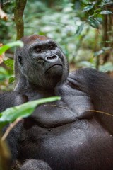 Portrait of a western lowland gorilla (Gorilla gorilla gorilla) close up at a short distance. Silverback - adult male of a gorilla in a native habitat.