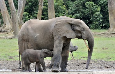 Fototapeta premium The elephant calf is fed with milk of an elephant cow The African Forest Elephant, Loxodonta africana cyclotis. At the Dzanga saline (a forest clearing) Central African Republic, Dzanga Sangha