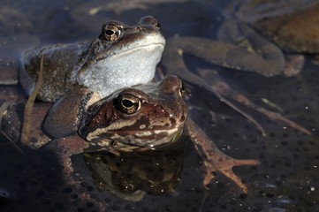Copulation of The common frog (Rana temporaria) mating, also known as the European common frog, European common brown frog, or European grass frog,