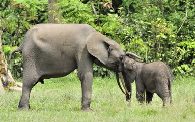 Fototapeta premium The elephant calf with elephant cow The African Forest Elephant, Loxodonta africana cyclotis. At the Dzanga saline (a forest clearing) Central African Republic, Dzanga Sangha