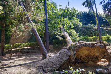 Árboles caídos tras un temportal