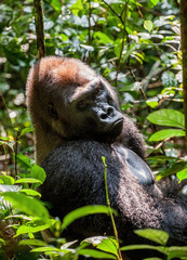 Portrait of a western lowland gorilla (Gorilla gorilla gorilla) close up at a short distance. Silverback - adult male of a gorilla in a native habitat.