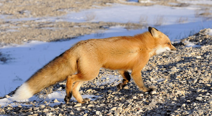 Red fox, Vulpes vulpes in a winter