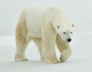 Fototapeta na wymiar The adult male polar bear (Ursus maritimus) walking on snow.