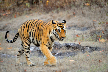 Fototapeta premium An Indian tiger in the wild. Royal Bengal tiger ( Panthera tigris )