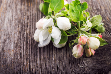 apple flowers on wooden background. vintage style.