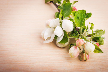 apple flowers on wooden background. vintage style. Concept of mother's day