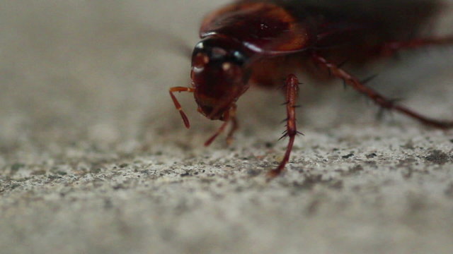 HD macro view of an American cockroach.