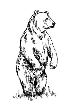 black and white engrave isolated vector bear